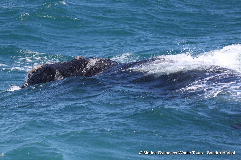 Marine Big 5 Daily Blog 06 November