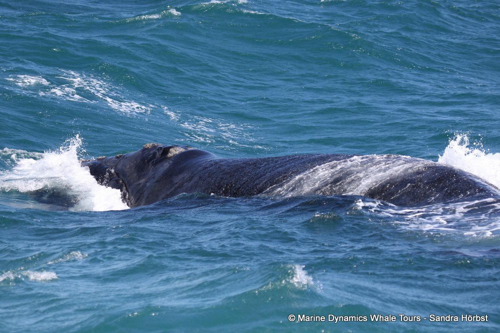 Southern right whale, whale watching, gansbaai, south africa,