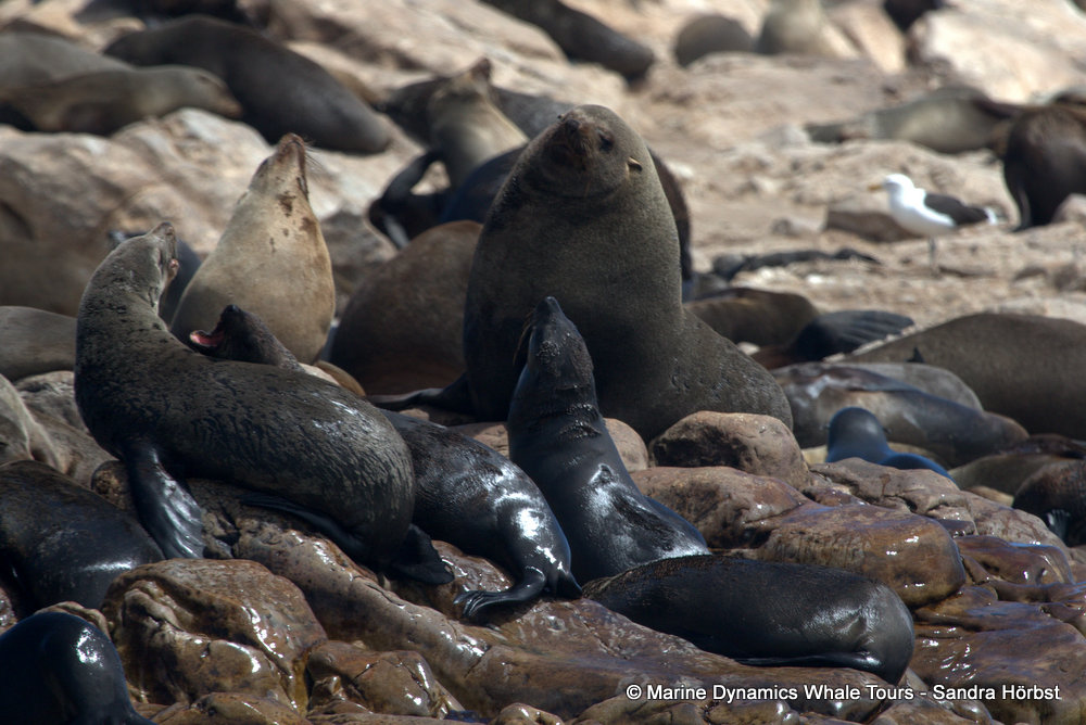 cape fur seal, whale watching, gansbaai, south africa