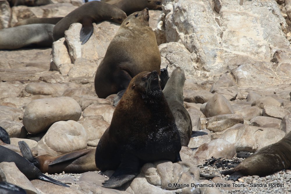 cape fur seal, whale watching, gansbaai, south africa
