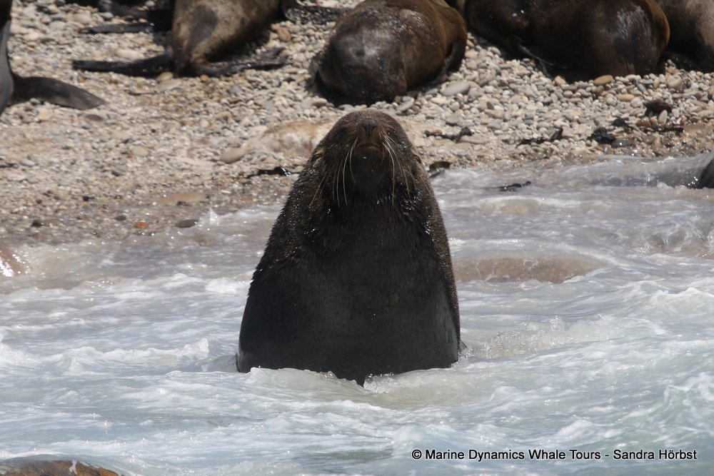 cape fur seal, whale watching, gansbaai, south africa