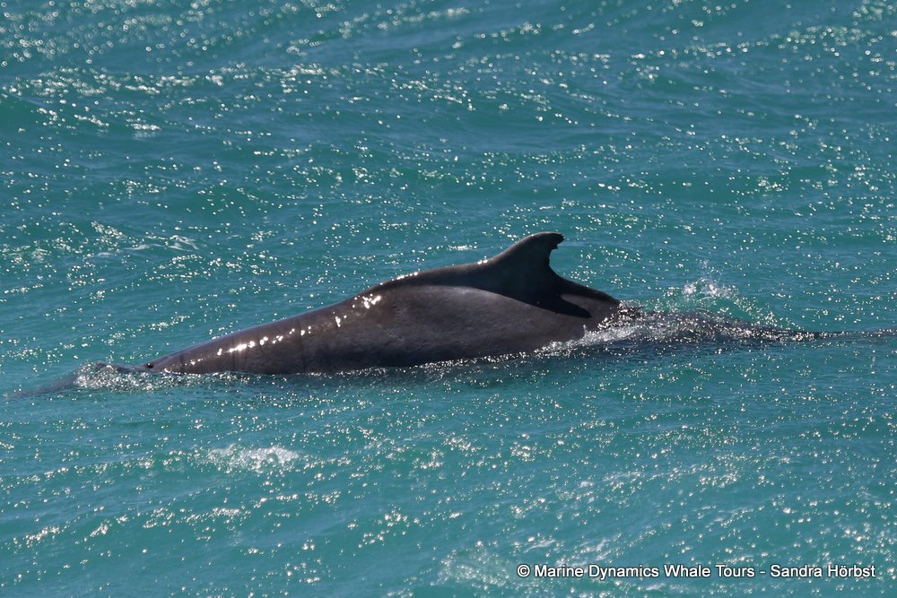humpback dolphin, whale watching, gansbaai, south africa