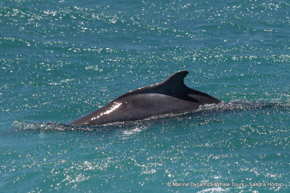 humpback dolphin, whale watching, gansbaai, south africa