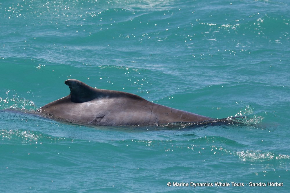 humpback dolphin, whale watching, gansbaai, south africa