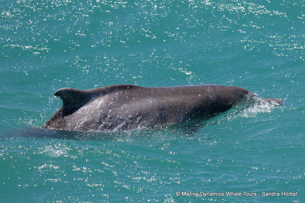 humpback dolphin, whale watching, gansbaai, south africa