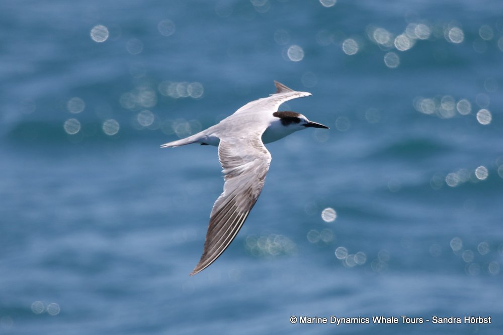 tern whale watching, gansbaai, south africa,