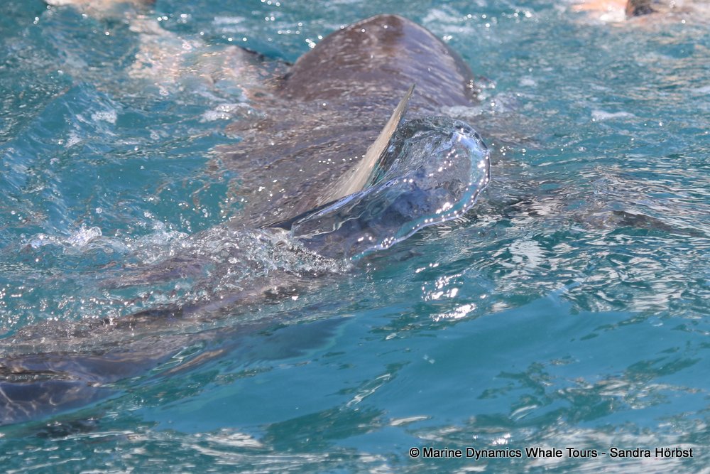bronze whaler shark, whale watching, gansbaai, south africa,