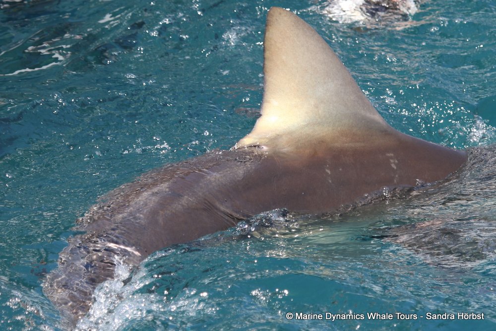 bronze whaler shark, whale watching, gansbaai, south africa,