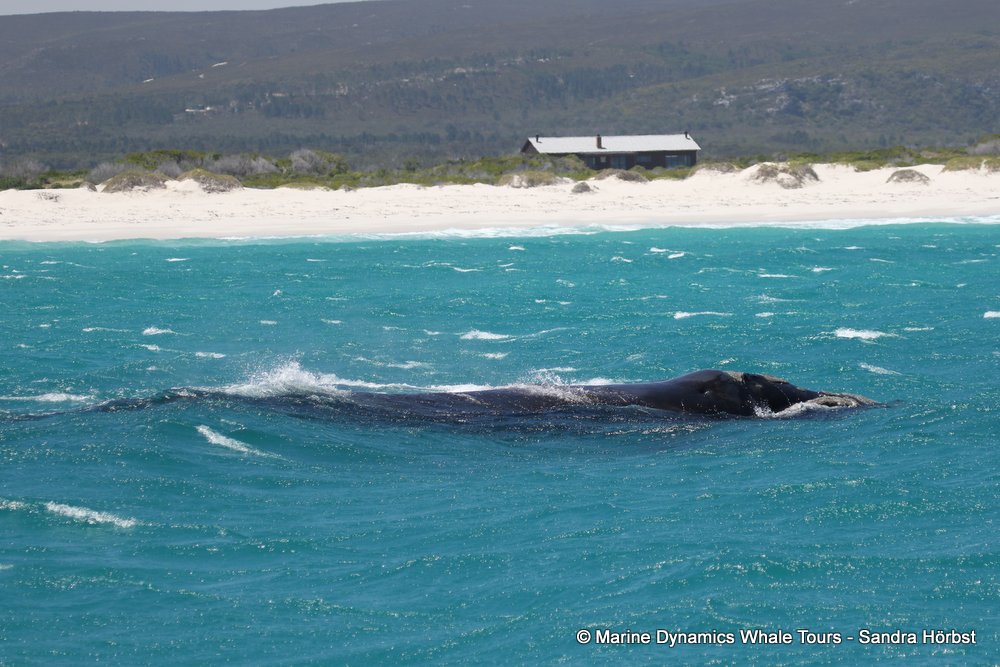 Southern right whale, whale watching, gansbaai, south africa,