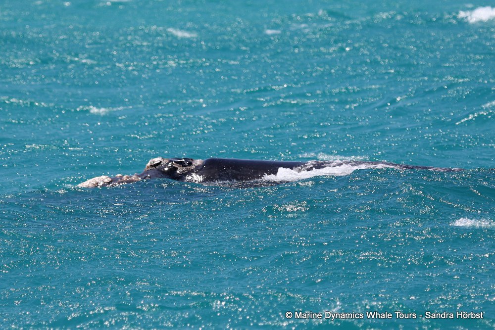 Southern right whale, whale watching, gansbaai, south africa,