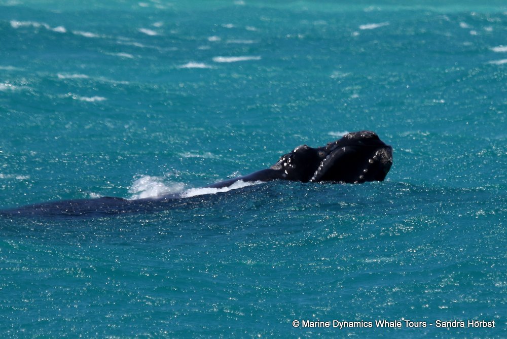 Southern right whale, whale watching, gansbaai, south africa,