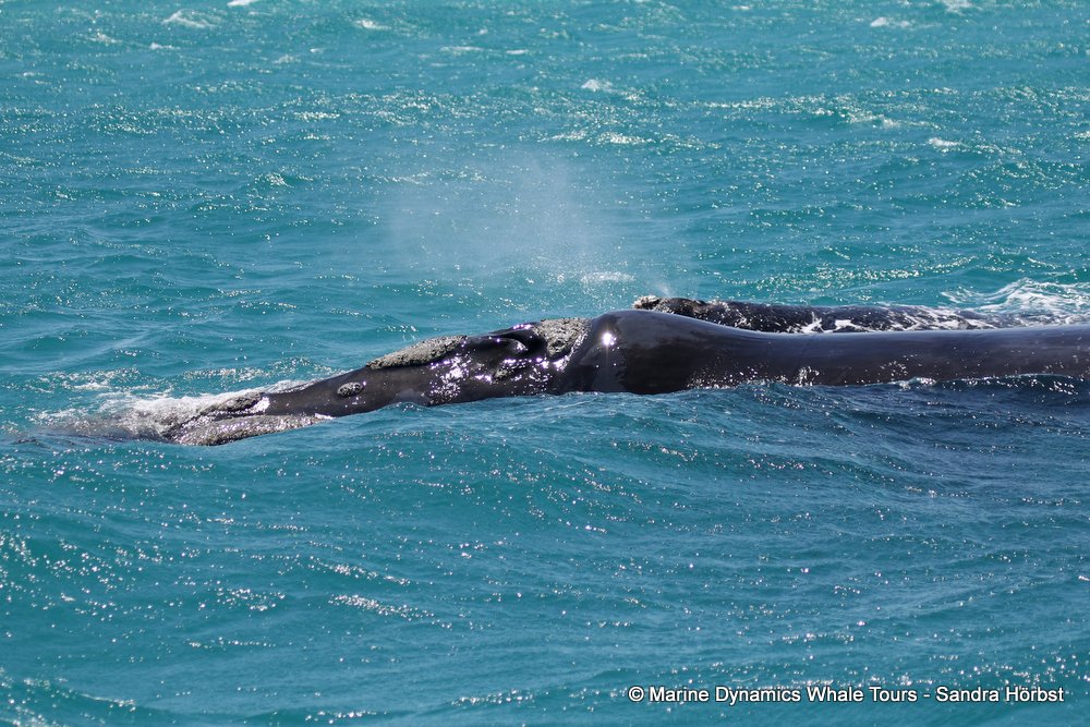 Southern right whale, whale watching, gansbaai, south africa,
