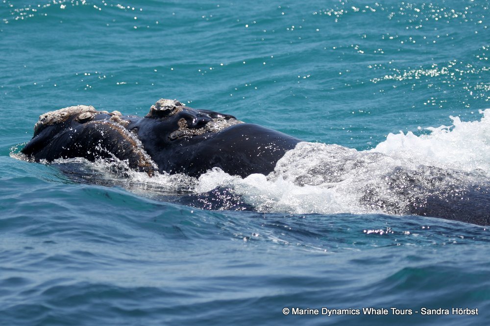 Southern right whale, whale watching, gansbaai, south africa,