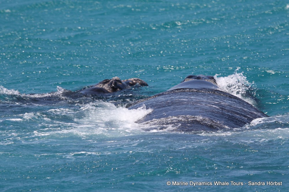 Southern right whale, whale watching, gansbaai, south africa,