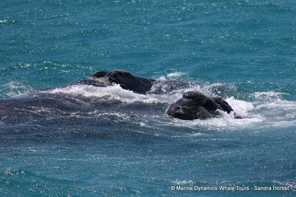 Southern right whale, whale watching, gansbaai, south africa,