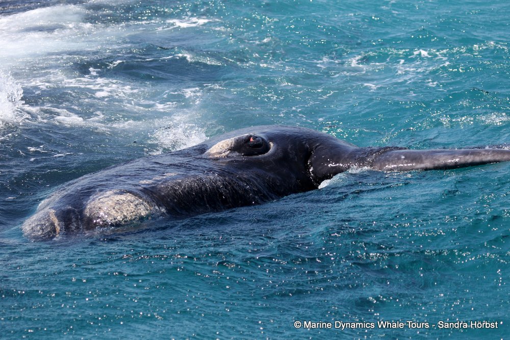 Southern right whale, whale watching, gansbaai, south africa,