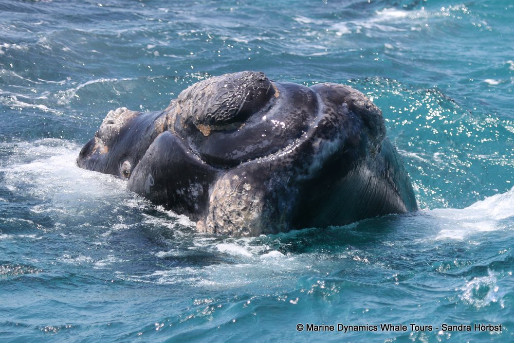Southern right whale, whale watching, gansbaai, south africa,