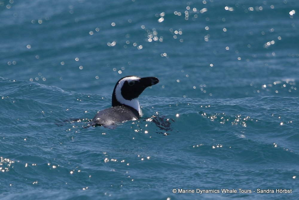 african penguin, whale watching, gansbaai, south africa