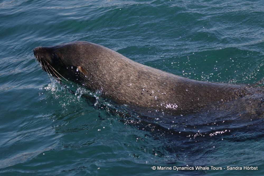cape fur seal, whale watching, gansbaai, south africa