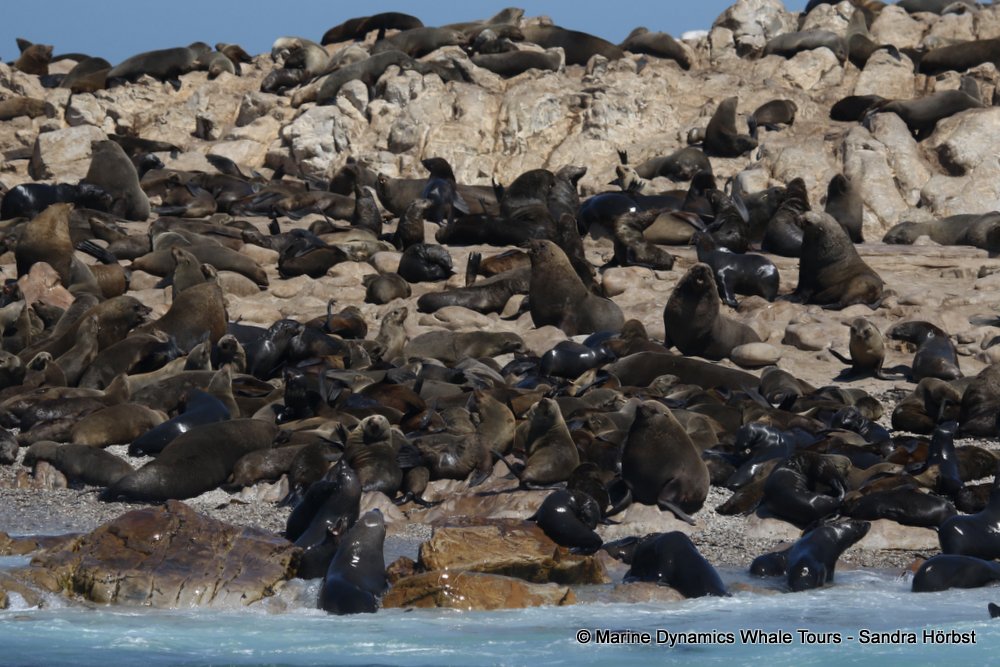 cape fur seal, whale watching, gansbaai, south africa