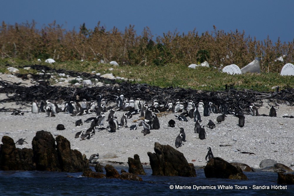 african penguin, whale watching, gansbaai, south africa