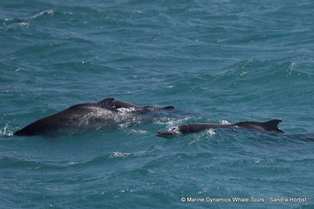 dolphin, whale watching, gansbaai, south africa,