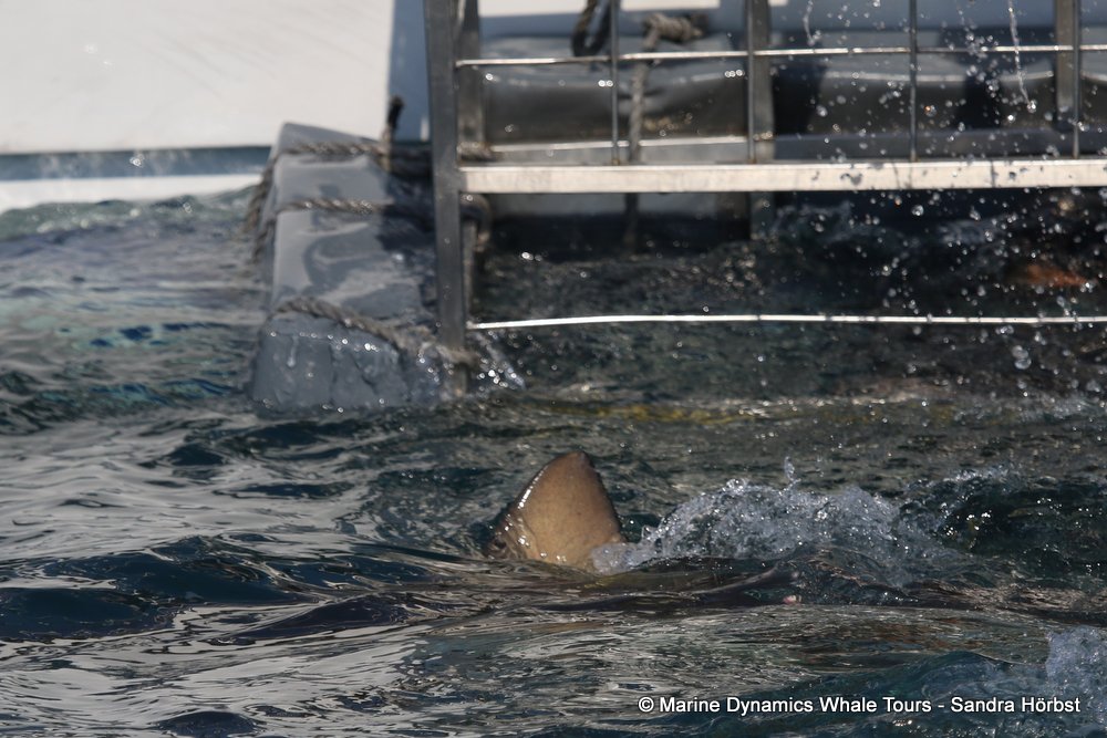 shark, whale watching, gansbaai, south africa,