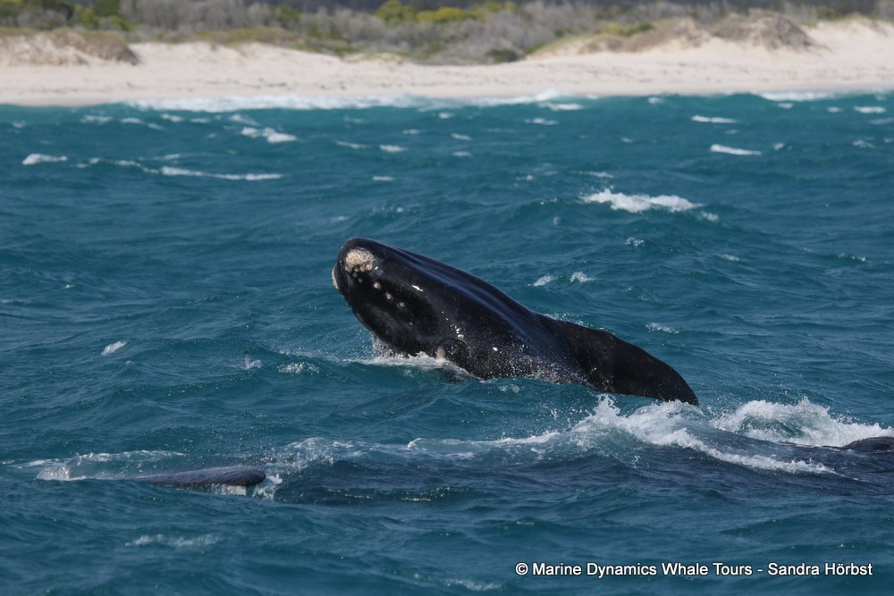 Southern right whale, whale watching, gansbaai, south africa,