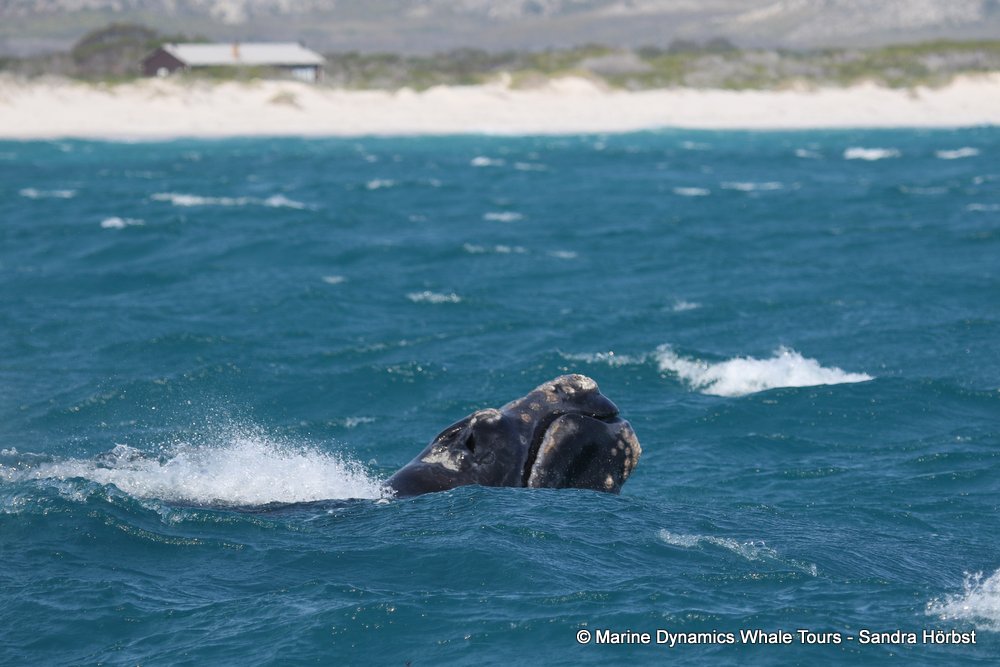 Southern right whale, whale watching, gansbaai, south africa,
