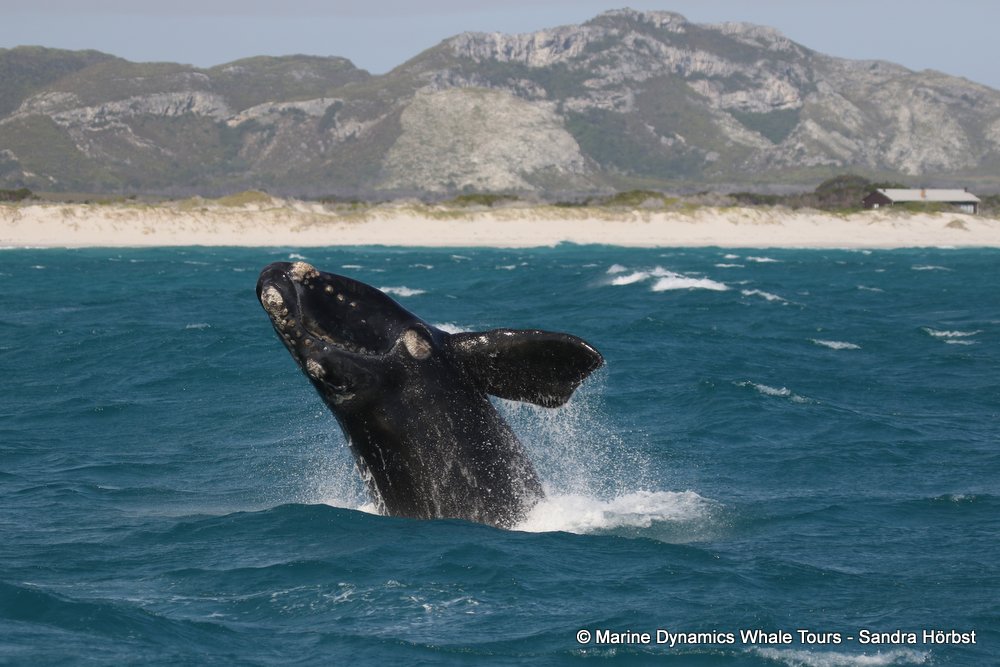Southern right whale, whale watching, gansbaai, south africa,