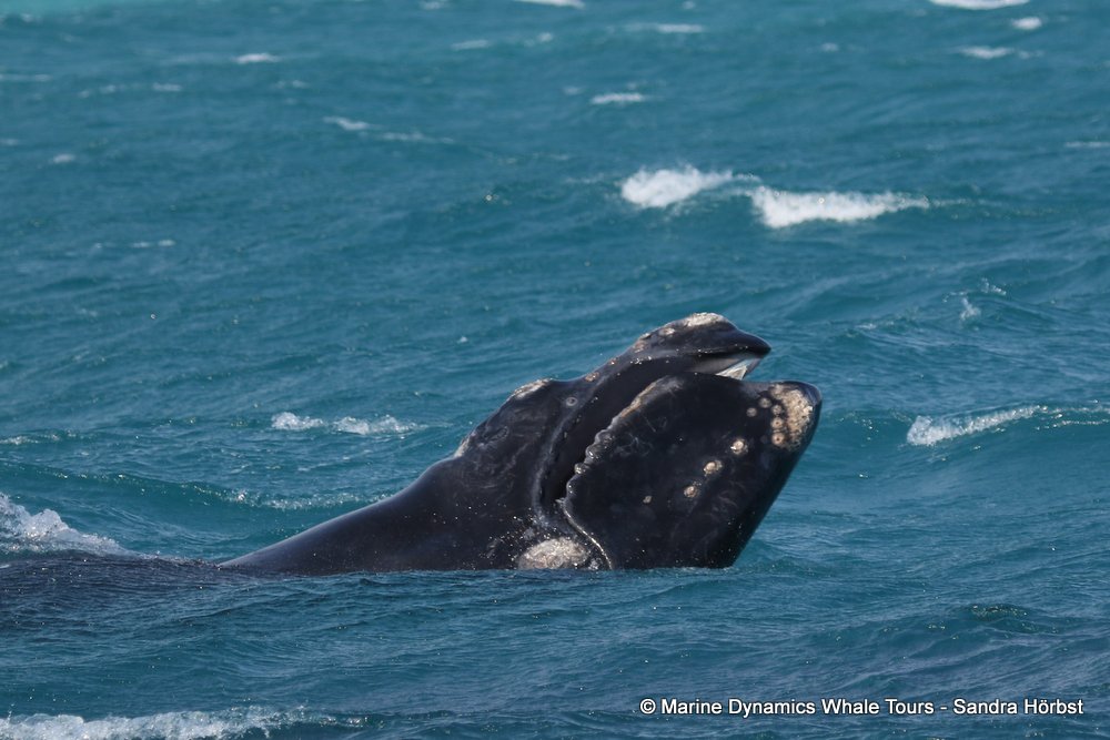 Southern right whale, whale watching, gansbaai, south africa,