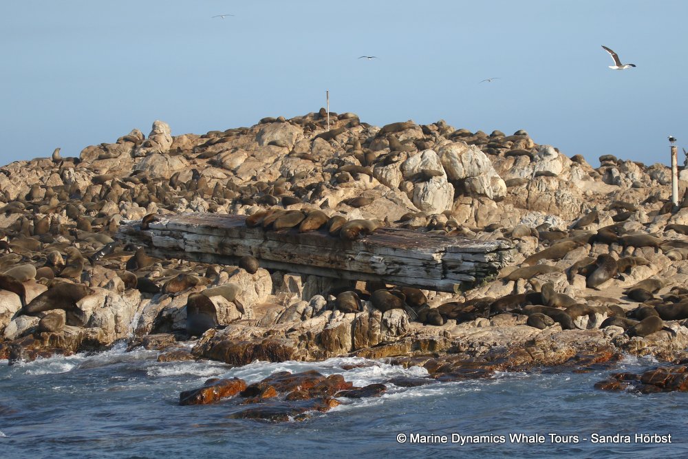 cape fur seal, whale watching, gansbaai, south africa