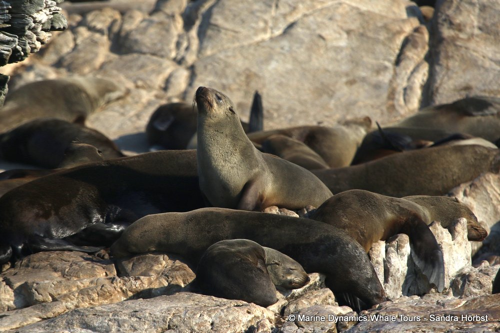 cape fur seal, whale watching, gansbaai, south africa