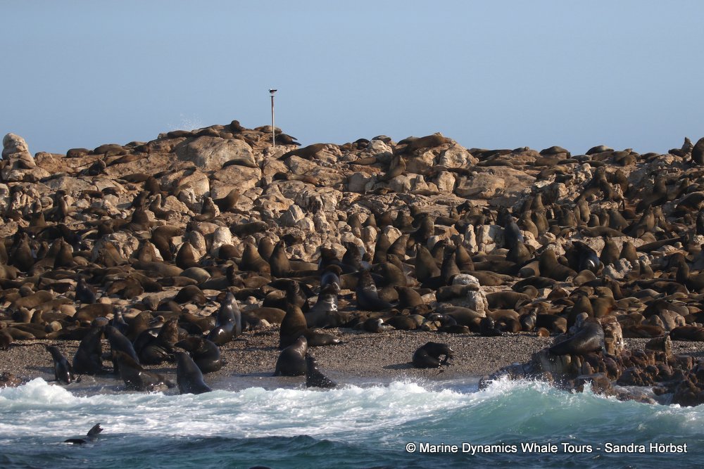 cape fur seal, whale watching, gansbaai, south africa