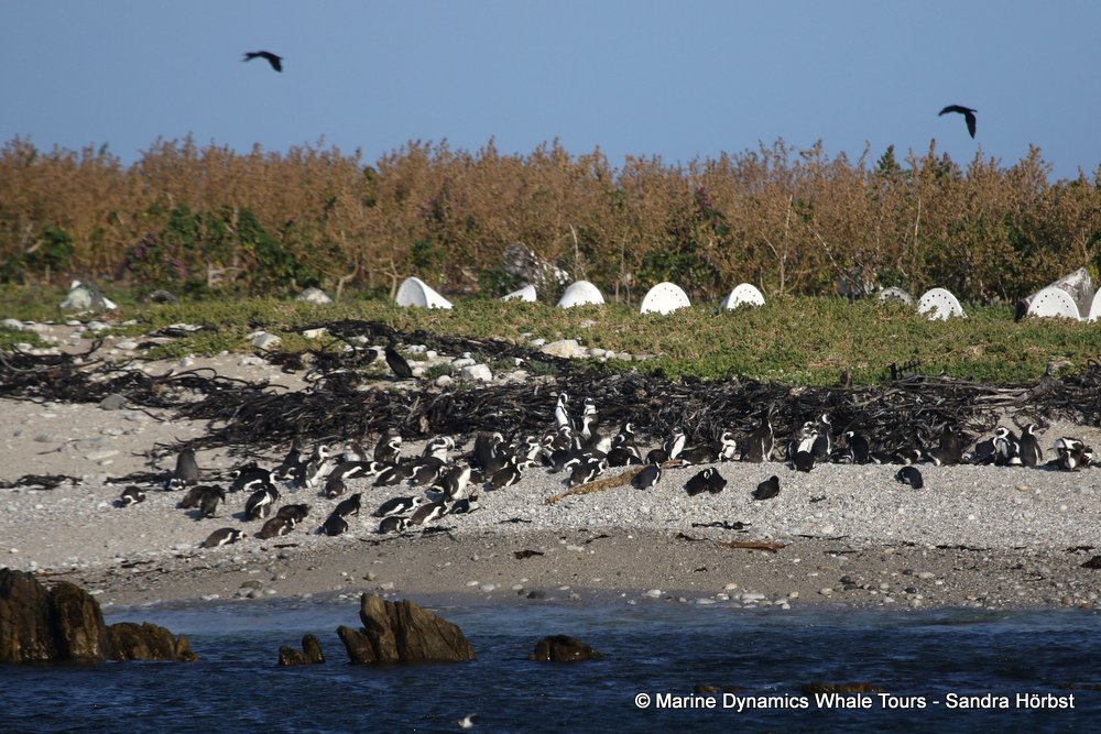 penguins, whale watching, gansbaai, south africa,