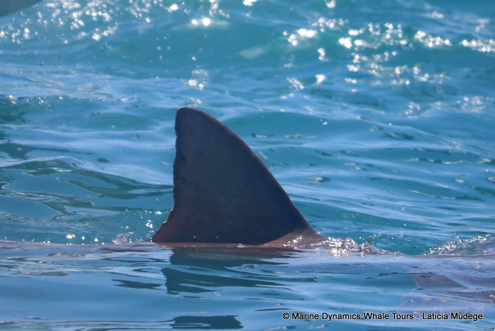 bronze whaler shark, whale watching, gansbaai, south africa,