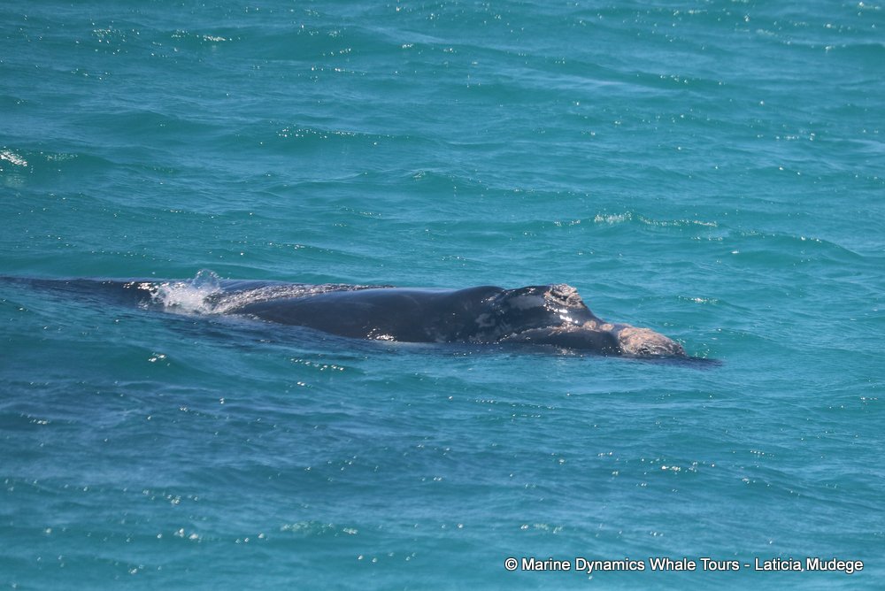 Southern right whale, whale watching, gansbaai, south africa,