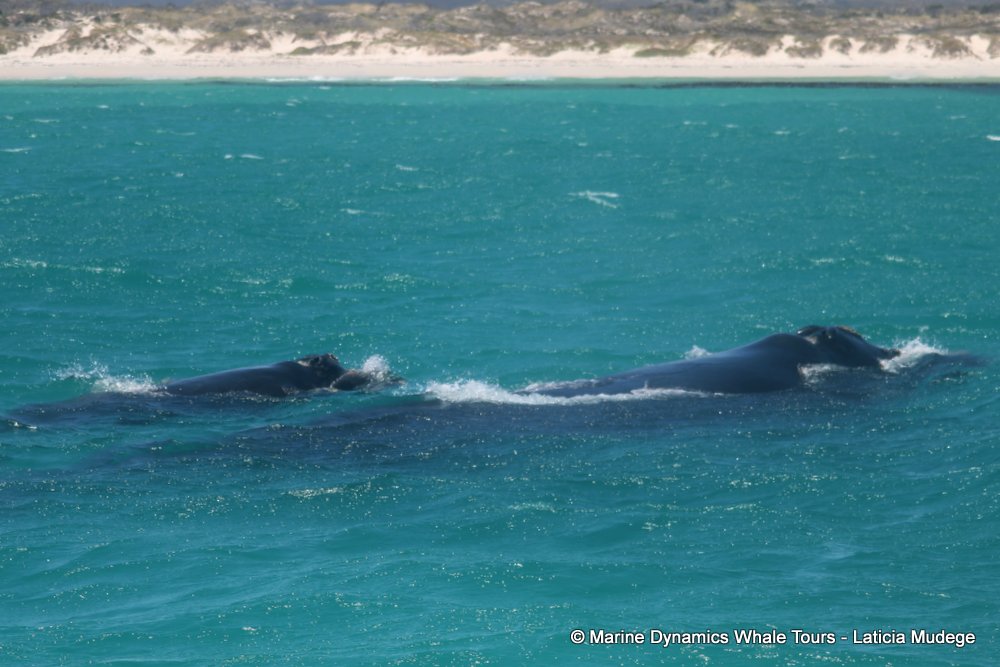 Southern right whale, whale watching, gansbaai, south africa,