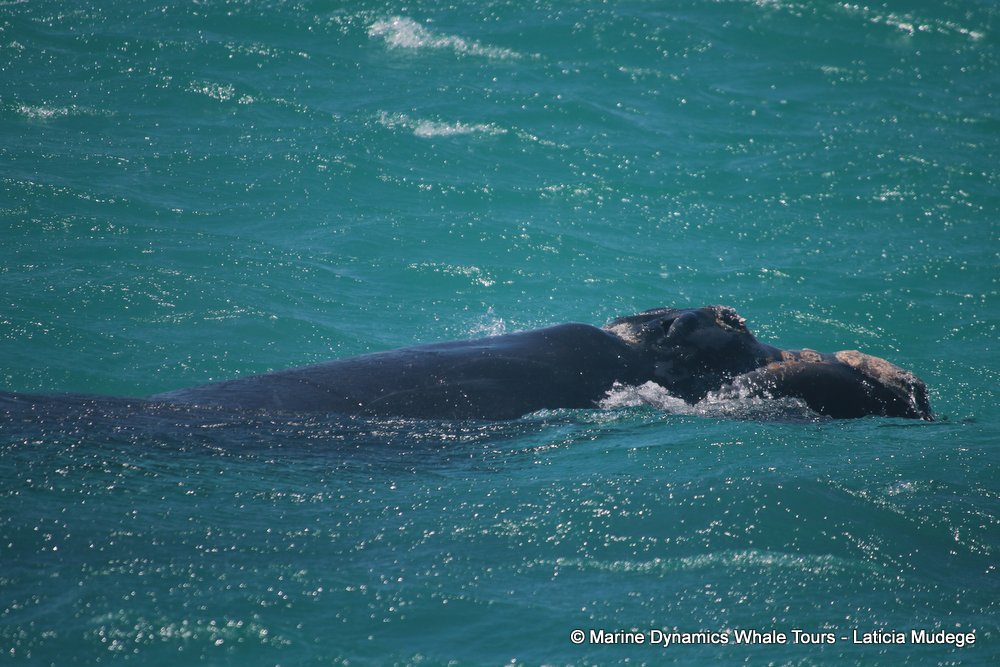 Southern right whale, whale watching, gansbaai, south africa,