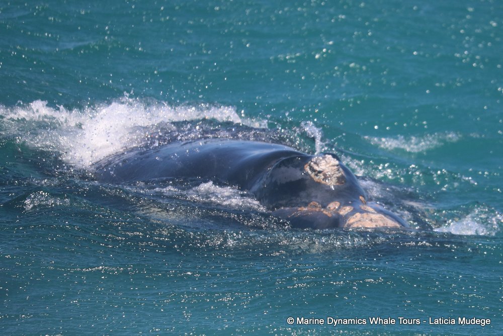 Southern right whale, whale watching, gansbaai, south africa,