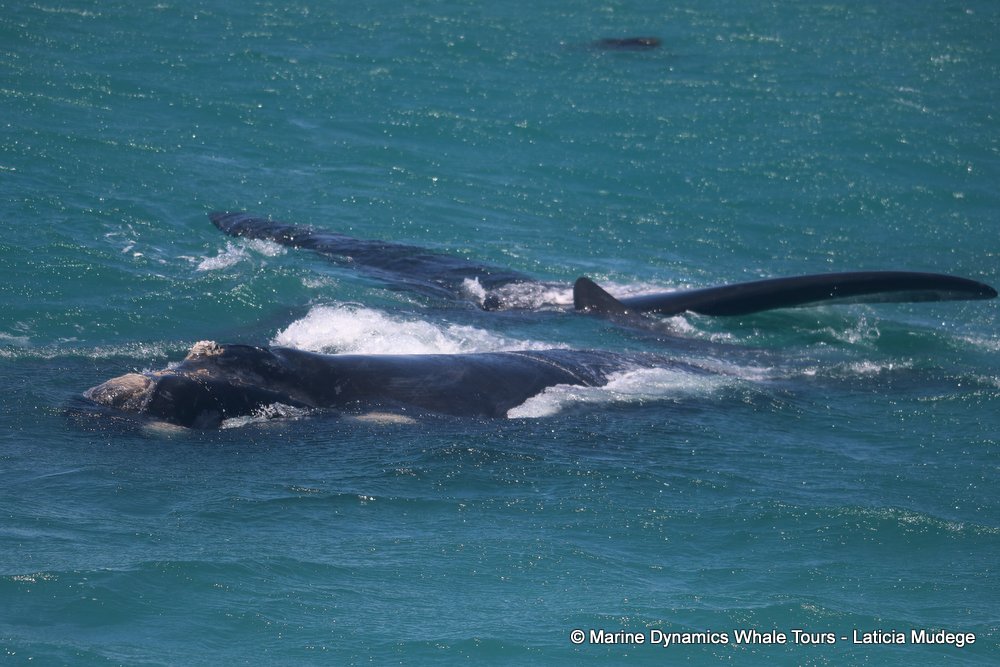 Southern Right Whale , whale watching, gansbaai, south africa