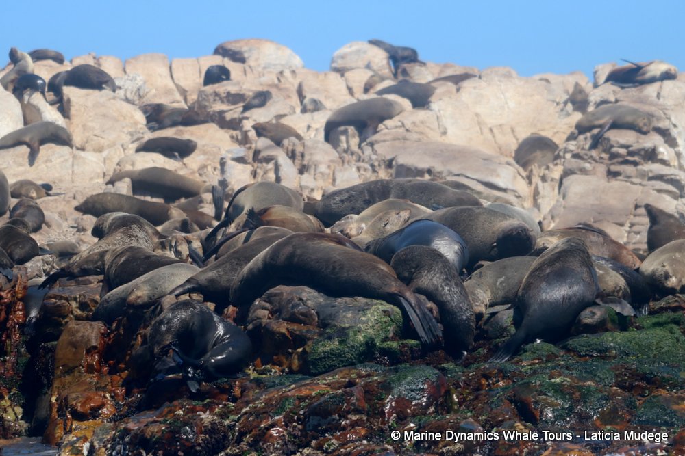 cape fur seal, whale watching, gansbaai, south africa