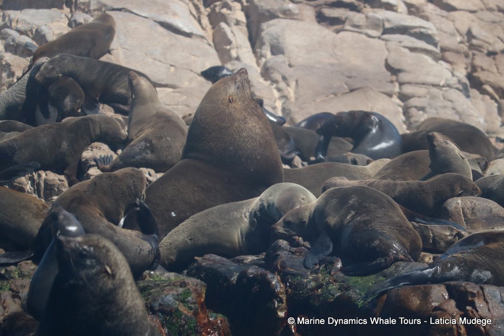 cape fur seal, whale watching, gansbaai, south africa
