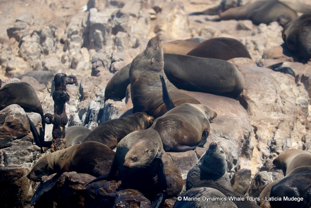 cape fur seal, whale watching, gansbaai, south africa