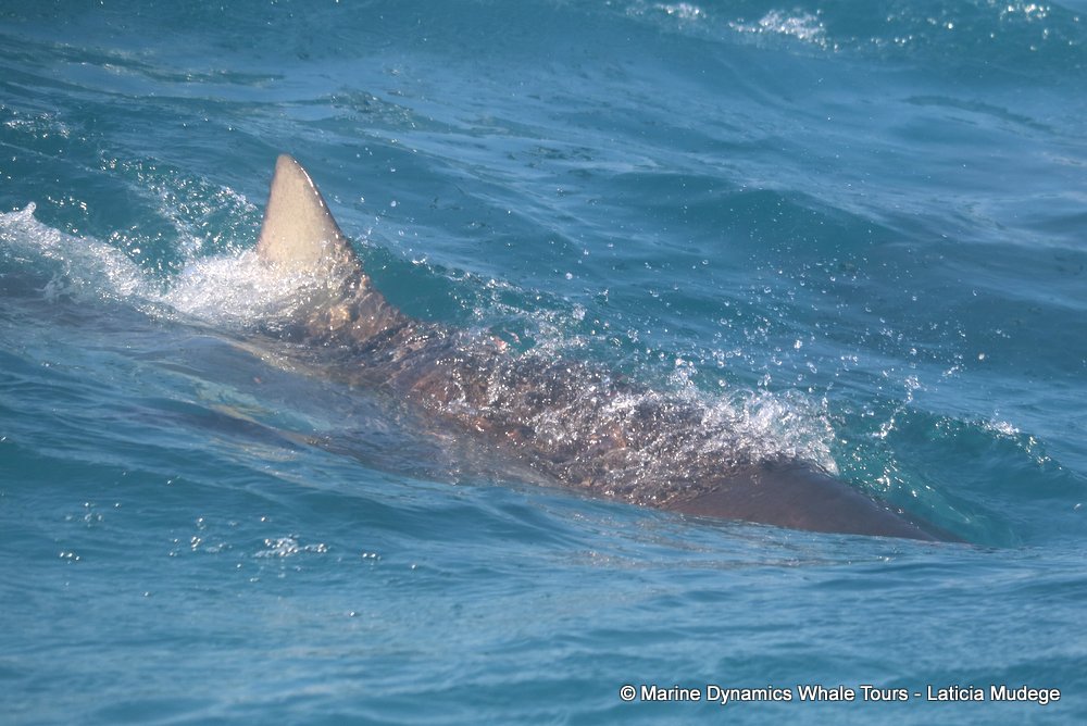 bronze whaler shark, whale watching, gansbaai, south africa,