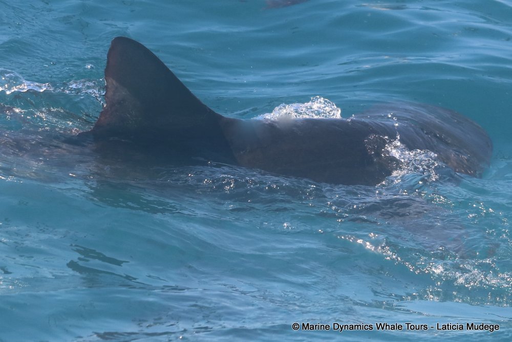 bronze whaler shark, whale watching, gansbaai, south africa,