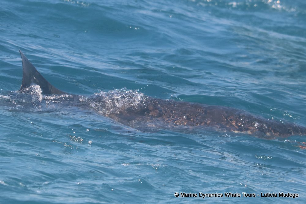 bronze whaler shark, whale watching, gansbaai, south africa,