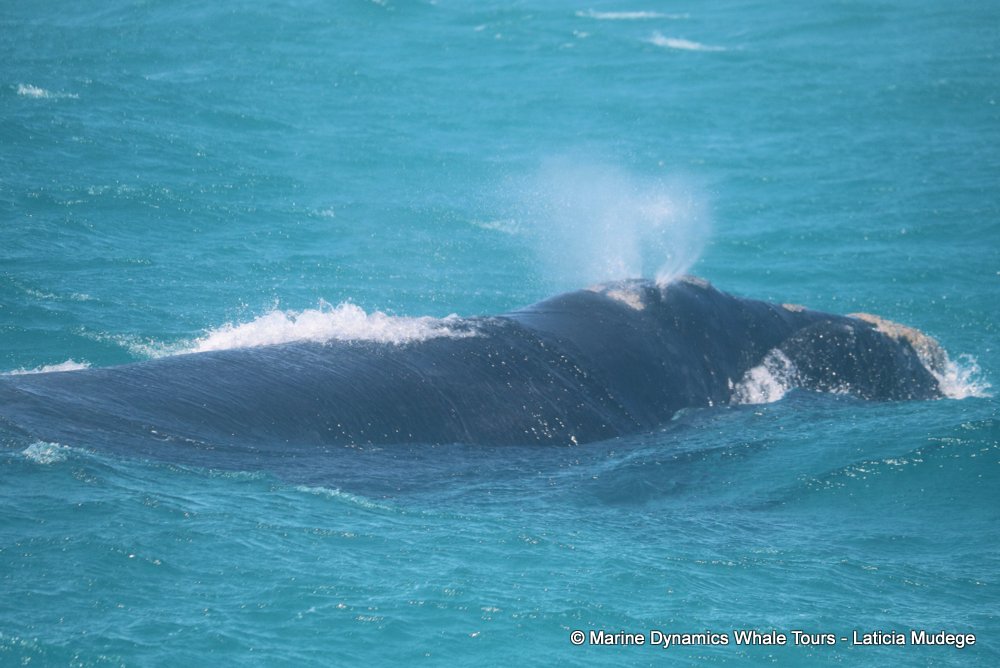 Southern right whale, whale watching, gansbaai, south africa,