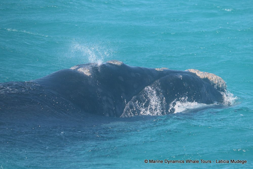 Southern right whale, whale watching, gansbaai, south africa,