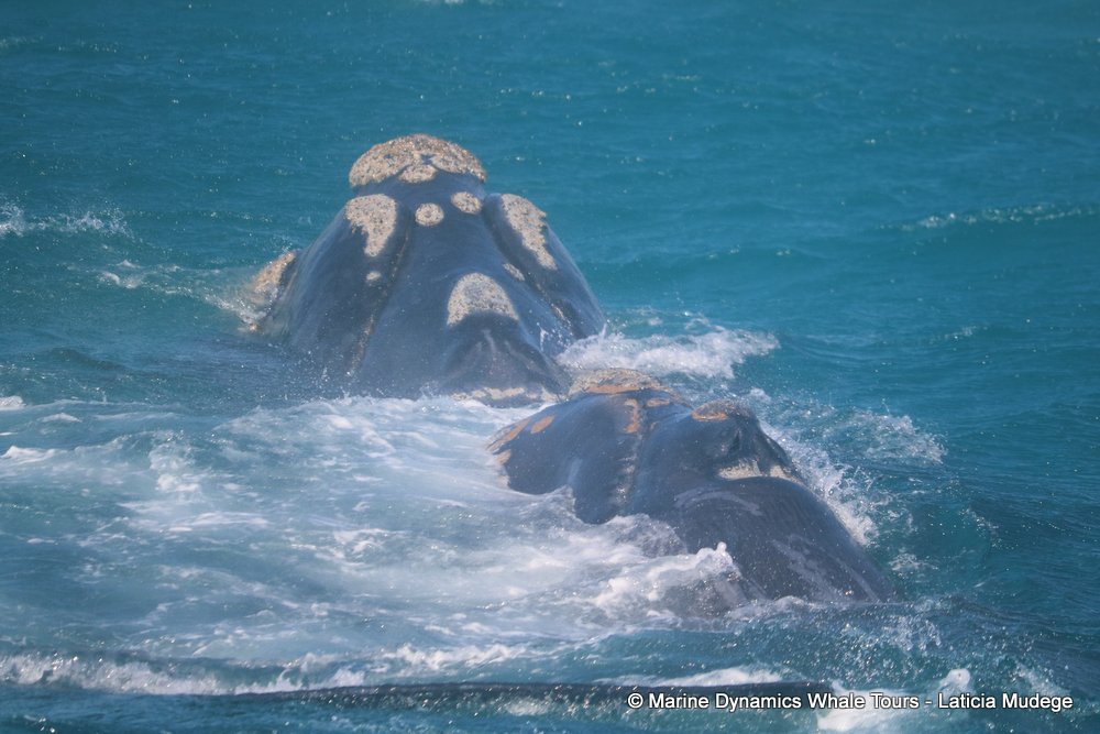 Southern right whale, whale watching, gansbaai, south africa,